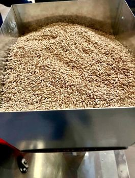 BEST BRAND OF MALTED BARLEY AND SPECIALITY GRAINS FOR BREWING & FOOD PROCESSING FOR SALE/25 KG BAGS BRIESS MALT & INGREDIENT ON SALE - Sosa Merchant Solutions - Austria