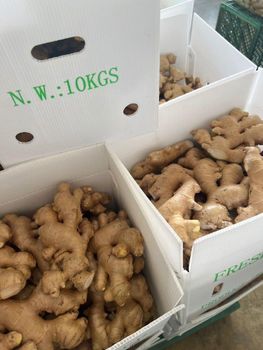 Fresh Ginger from ABLE FOOD PRODUCT Fresh Ginger - ABLE FOOD PRODUCT - Thailand