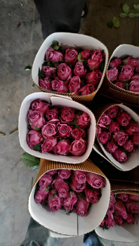 Rose Bud Size 5 To 6 Cms Price Per Stem USD 0.30 Minimum Order Quantity 12,000 Stems - Fourteen Petals - India