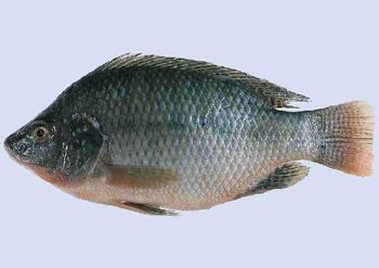 Best Price Frozen Seafood Wholesale frozen tilapia fish Form good Grade good Packaging - SILVERSTONE IMPORT AND EXPORT LIMITED - Tanzania