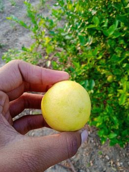 Fresh Lemon Organic Yes - JD Brothers Exports - India