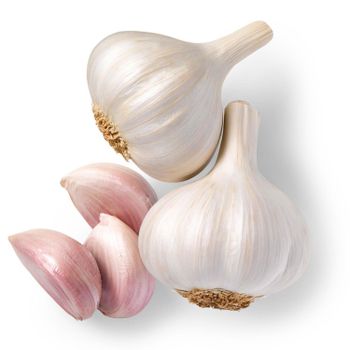 Farm Fresh Harvest Offering Normal White Garlic For Wholesale Buyers With Secure Packaging And Direct Export - malter group - Tanzania