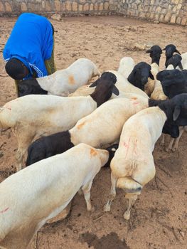 Live Somali Sheep / Berbera export sheep Export Location Berbera Delivery Method Fob Berbera Animal Type Live Somali Sheep - Y3 Livestock - United Kingdom