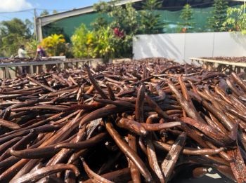 Dried Vanilla Beans Planifolia 16-20cm 1.8-2.4% Vanillin Content Food Grade Vacuum Packed from EAST LAND PROPERTIES Dried Vanilla Beans Planifolia 16-20cm 1.8-2.4% Vanillin Content Food Grade Vacuum Packed - EAST LAND PROPERTIES - Tanzania