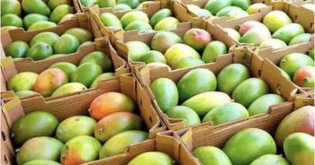 Fresh Kent Mango from NS GROUPE Fresh Kent Mango - NS GROUPE - France