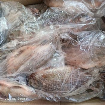 FROZEN TILAPIA GUTTED AND SCALED Size 550-750，750+ Material LIVE FISH Packaging - GAOZHOU NATURAL AQUATIC PRODUCTS CO., LTD. - China