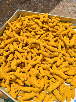 Turmeric Fingers from JRR INTERNATIONAL Turmeric Fingers - JRR INTERNATIONAL - India