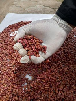 light speckled kidney beans - Lawana and Sons Supplies - South Africa