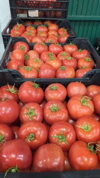 fresh tomatoes - Dinin Trading - Morocco