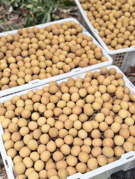 longan - - - Thailand