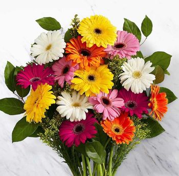 Gerberas Grade Export grade Stem Length 40–60 Cm Head Diameter 8–12 Cm Brand Name Fiori flowers Storage Temperature 2–5°c - Fiori flowers - Kenya