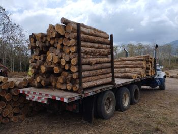 Teak Wood Logs Panama Girth 80cm+ Length 2.35m Log Shape Round And Square Packaging 40DC Containers. Sourcing Registered Plantations - Martin Supplies LLC, Panama Lumber - United States