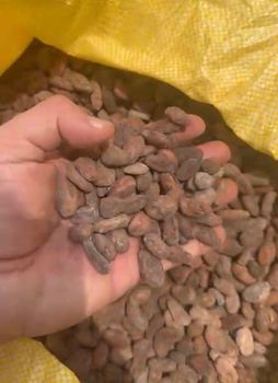 Cocoa Bean – product photo, Cocoa Bean Shell products found from trusted suppliers, wholesalers, manufacturers & exporters Listing