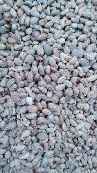 Castor seeds - Dabheria foods exporter pvt ltd  - India