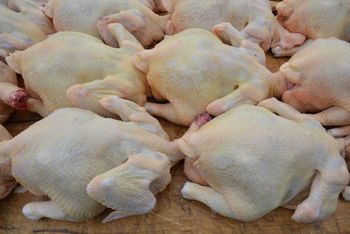 Halal Whole Frozen Chicken 1.200 kg Frozen Poultry Export 100% Premium Quality - PLANETE COMMERCE - France