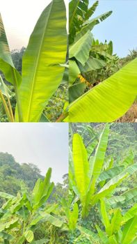Banana Leaves - Yoken - Indonesia