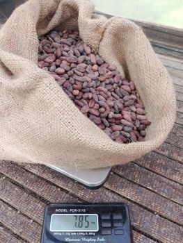 Cacao beans  - Ngum and sons global trade LTD  - Cameroon
