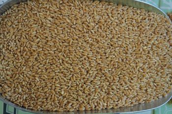 Factory Price Milling Wheat Ready For Wholesale Distribution And Export from MASI TRADING GMBH Factory Price Milling Wheat Ready For Wholesale Distribution And Export - MASI TRADING GMBH - Germany