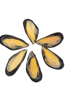 Frozen Mussel Meat Carefully Selected Marine Delicacy For Bulk Import Supply With Controlled Freezing And Clean Processing - TOSOH INTERNATIONAL - South Africa