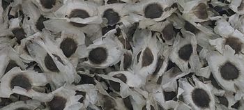 Moringa Seeds from svm organics pvt ltd Moringa Seeds - svm organics pvt ltd - India