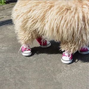 Pet Outdoor Shoes Waterproof Windproof Durable Dog Canvas Shoes - Suzhou Becpet E-commerce Co.,Ltd. - China