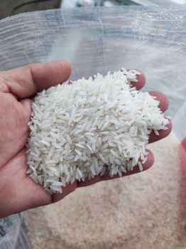 Pre Boiled Organic White Long-Grain Rice Available for Wholesale Sale to Global Buyers - Best Supply - Thailand