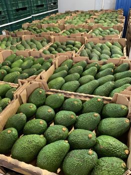 Avocados from EXPORTAFRUITS Avocados - EXPORTAFRUITS - Morocco