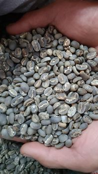 coffee arabica green Bean Organic No, Yes Decaffeinated Yes Degree of Processing Raw Bean Type Arabica, Robusta - CV coffee and spices  - Indonesia