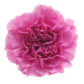 Fresh Cut Carnation Flowers - Faish Flora - Kenya