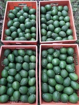 AVOCADO - RUGEROS - Rwanda