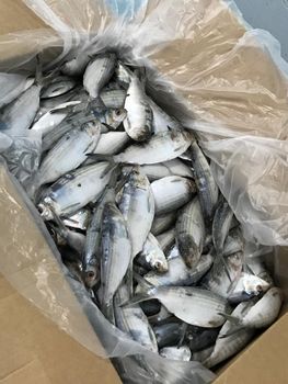 Sardine from asmakfish Sardine - asmakfish - Mauritania