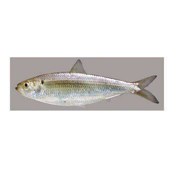 Frozen Seafood Supplier Fresh Stock Frozen Herring Fish Whole Fish For Sale At Wholesale Price - Exigentelaxia Unipessoal Lda - Portugal