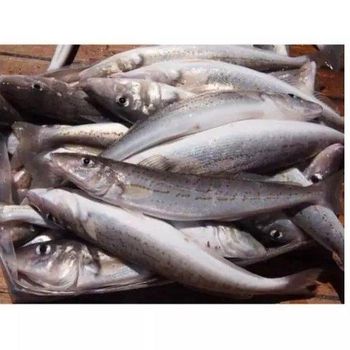 Manufacturer hot sale new product frozen hake fish fillet hake.