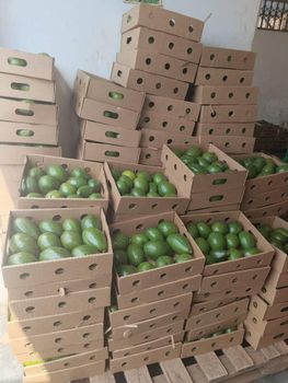 Avocados from KENSUN KAPITAL Avocados - KENSUN KAPITAL - Uganda