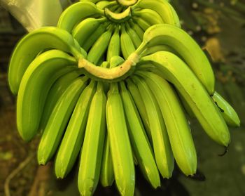 Fresh Green Banana – product photo, Fresh Green Mango products found from trusted suppliers, wholesalers, manufacturers & exporters Listing