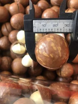 Wholesale Price High Quality Nuts Roasted Macadamia Kernel Nuts Premium Grade with Shell Loose Macadamia Nuts WHATSAP +255787979235/ 255762500052 - AL JABLI TRADING COMPANY LIMITED - Tanzania