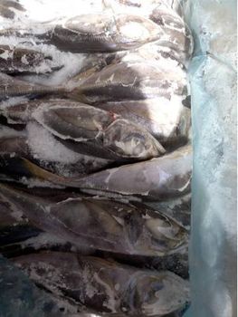 AFRICA MIXTE. - FISHERIES INTL - Mauritania