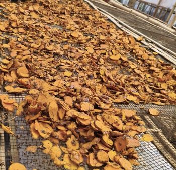 turmeric dried sliced Color Turmeric Texture Sliced - CV. Sekawan Cipta Dinar - Indonesia