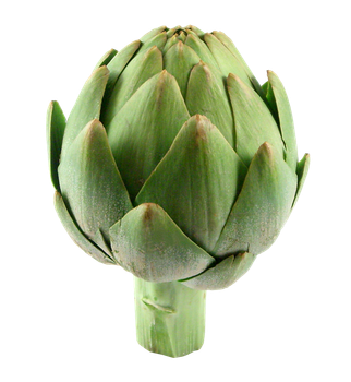 White Artichoke , Fresh Mediterranean Vegetable, bulksale Style Fresh Type Artichoke Content Artichoke Quality Top - STE MEDILIFE - Tunisia