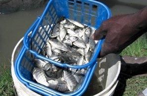 Product from AFRICAN FISH PARTNERS Product – product photo, Frozen Tengra Fish products found from trusted suppliers, wholesalers, manufacturers & exporters Listing