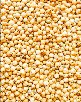 Sorghum from RAJMUDRA WORLDWIDE CONNECT Sorghum - RAJMUDRA WORLDWIDE CONNECT - India