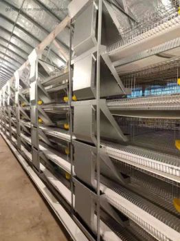 Automatic Factory Direct Sale Feeding Egg Collection Galvanized Poultry House Broiler Laying Hens Cage - Shandong Gofee Husbandry Technology Co., Ltd. - China