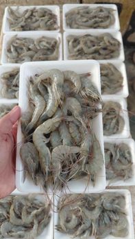 Shrimp - PT Gaza Internasional Trade - Indonesia