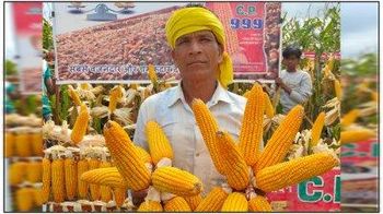 Product – product photo, Paddy Rice Seeds products found from trusted suppliers, wholesalers, manufacturers & exporters Listing