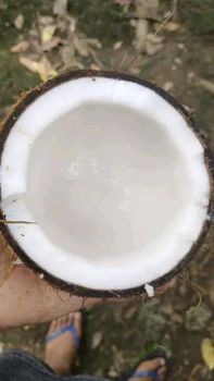 Coconut Semi Husked - PT Agrolink Nusa Internasional - Indonesia