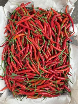 Fresh Chili - Mantis Agro - Vietnam