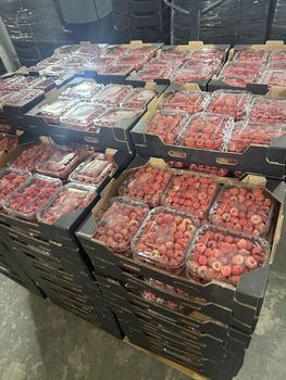 Fresh Moroccan Raspberries – Premium Quality, 125g Punnets – product photo, Fresh Whole Shrimp products found from trusted suppliers, wholesalers, manufacturers & exporters Listing