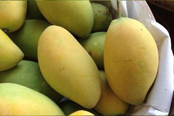Sunrise Gold Vietnamese Mango - MT-PO - Vietnam