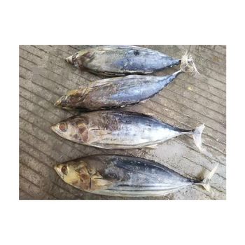 Wholesale frozen skipjack bulk supply low price high quality ocean fish - BMU TRADING GMBH - Germany