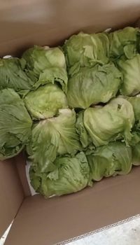 Lettuce Iceberg Flavor Mild Texture Crisp Packing 9 Kgs/carton Color Pale Green And White Container Capacity ± 12 Tons Average Weight ± 600 - SAMUDRA GUNTUR TANGGUH - Indonesia